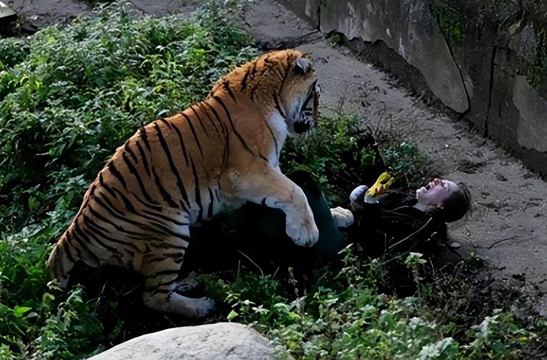 动物园老虎伤人事件(动物园老虎袭击人)