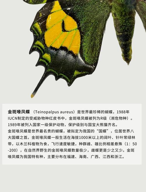 金斑喙凤蝶观测（金斑喙凤蝶是珍稀动物吗）