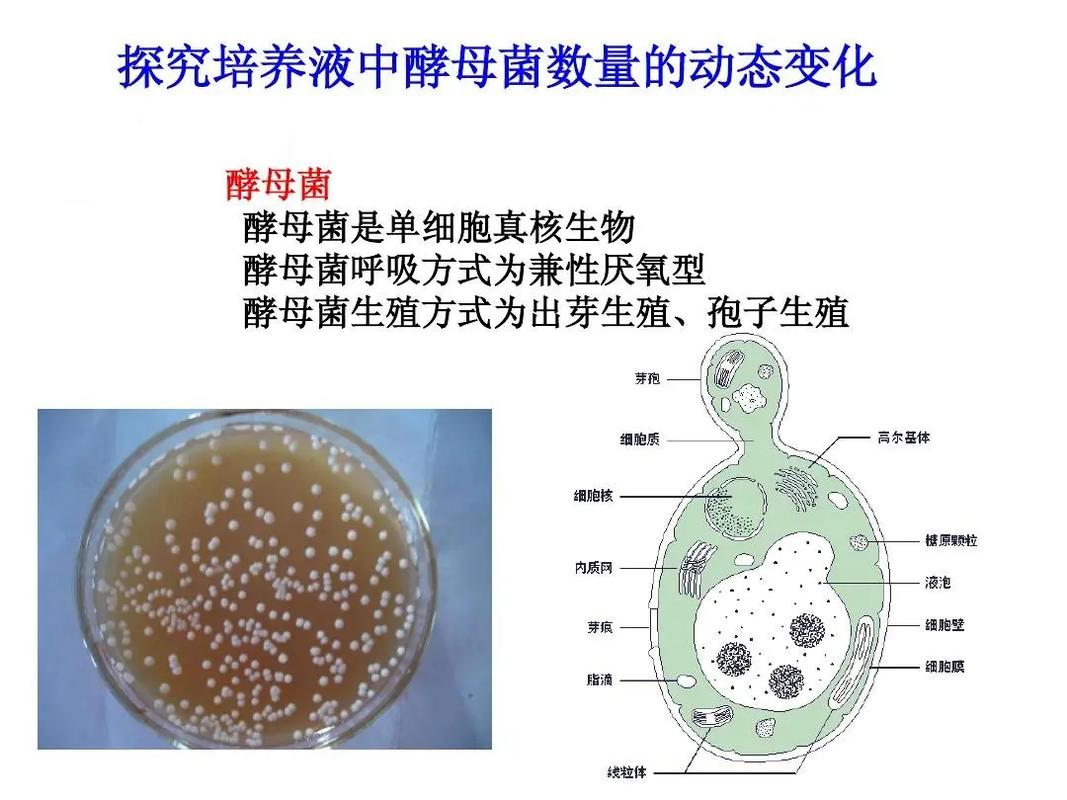 发酵原理（酵母菌做馒头发酵原理）