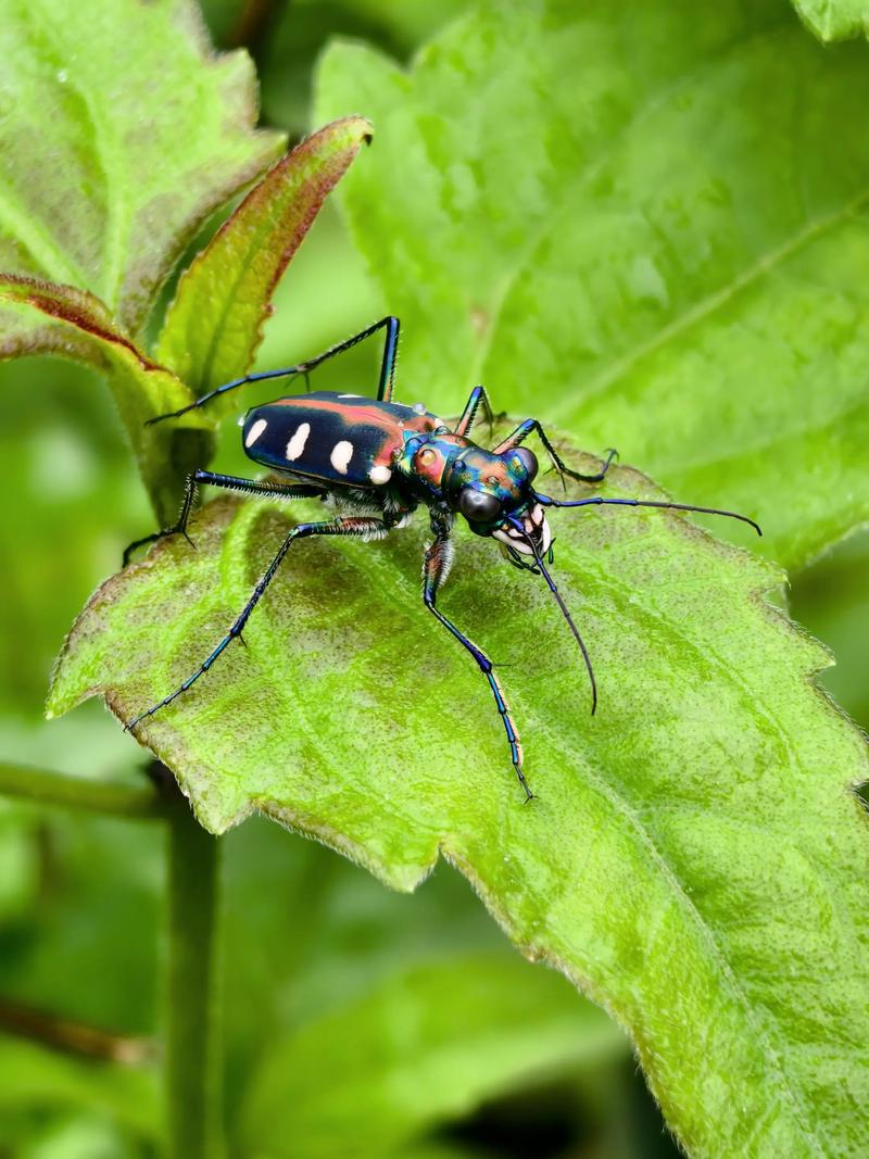 昆虫社会（昆虫社会性）