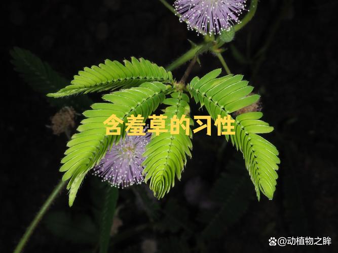 植物防御机制（植物防御的三种类型）