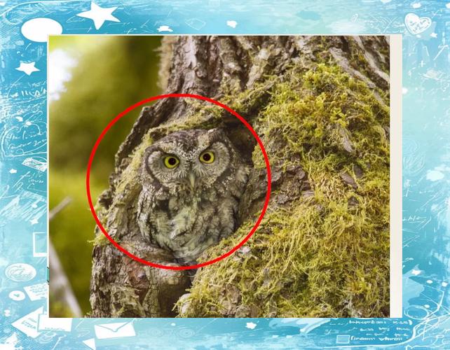 动物伪装术（动物伪装术学前班教案）