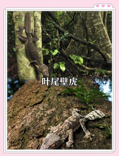 动物伪装术（动物伪装术学前班教案）