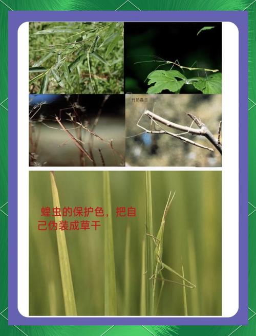 动物伪装术（动物伪装术学前班教案）