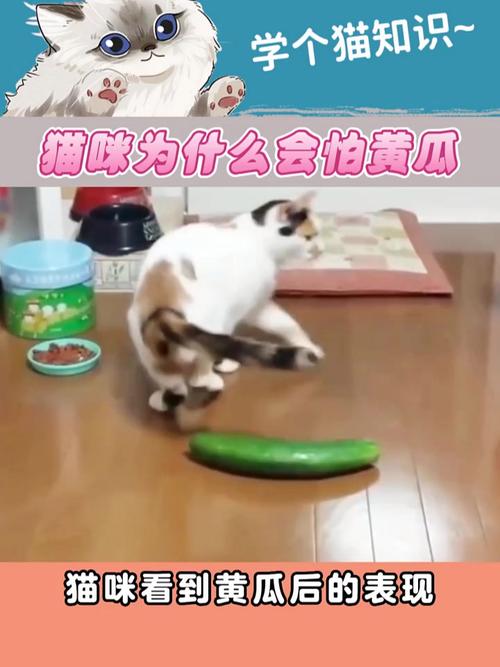 猫为什么怕黄瓜?(猫怕黄瓜是真的吗)