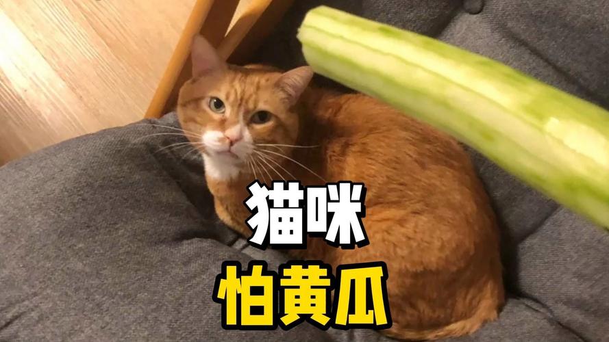 猫为什么怕黄瓜?(猫怕黄瓜是真的吗)