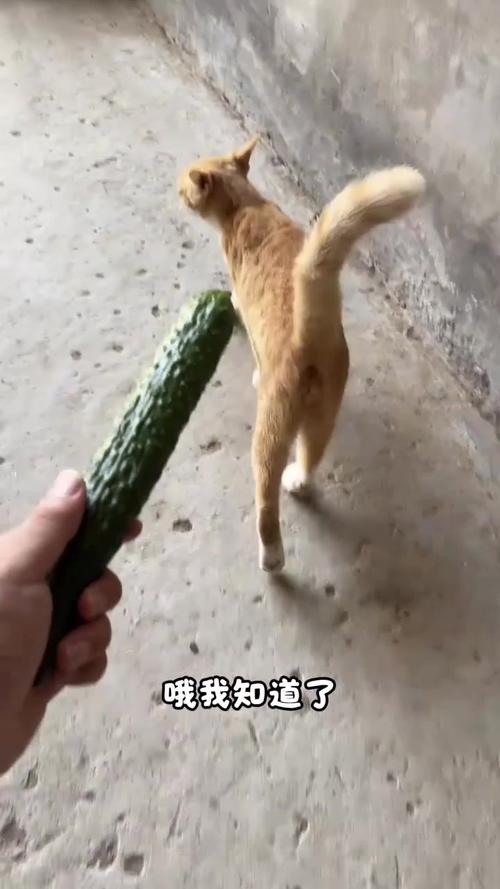 猫为什么怕黄瓜?(猫怕黄瓜是真的吗)