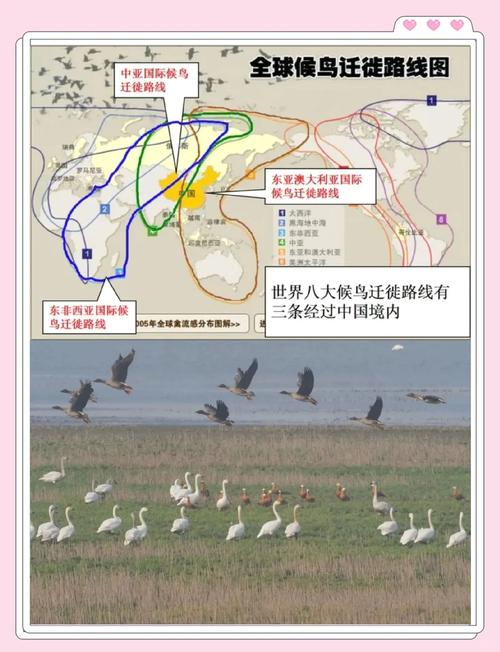 鸟类迁徙（鸟类迁徙通道）