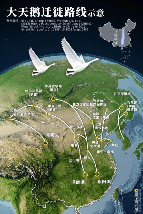 鸟类迁徙（鸟类迁徙通道）