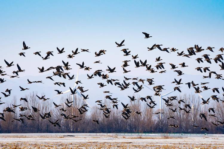 鸟类迁徙（鸟类迁徙通道）