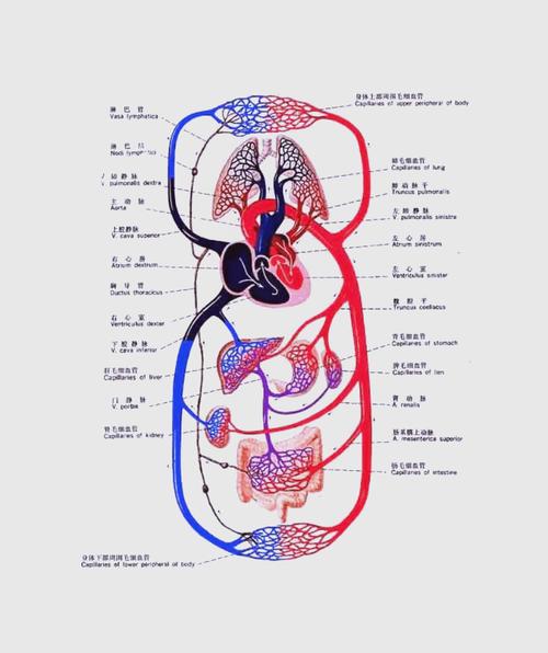 运动生理学(运动生理学王瑞元2012pdf)