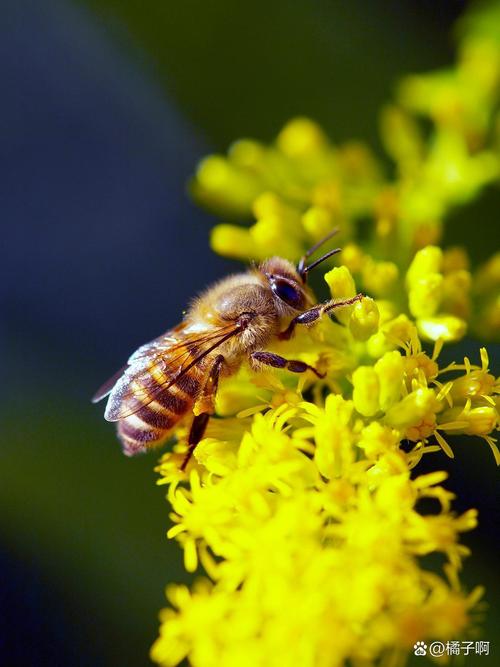 蜜蜂的舞蹈语言（蜜蜂的舞蹈语言有哪些）
