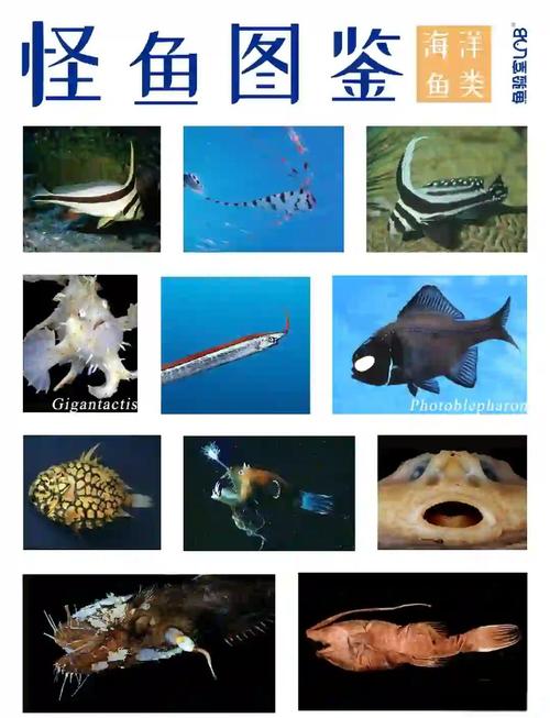 深海生物(深海生物图鉴)