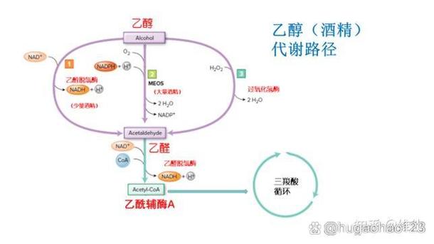 酒精代谢(酒精代谢半衰期)