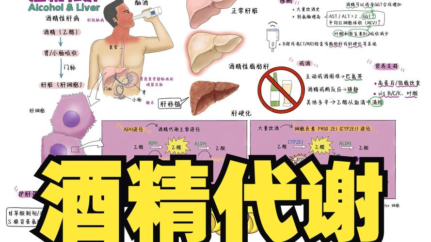 酒精代谢(酒精代谢半衰期)