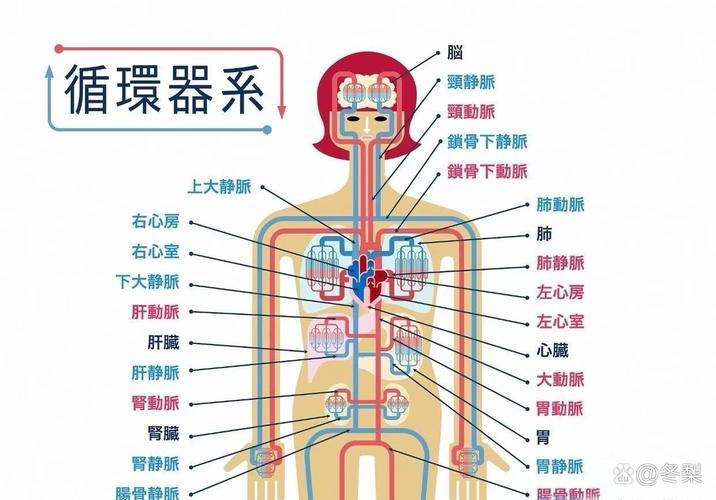 人体冷知识（人体冷知识科普）
