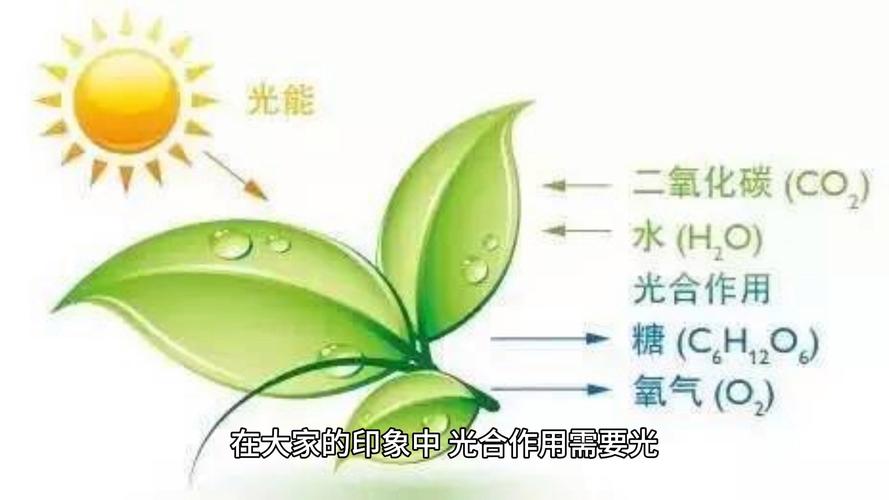 植物光合作用（植物光合作用产生什么）
